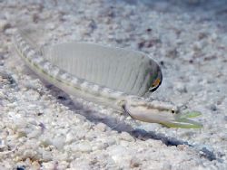 This little (5 cm) Yellowface Pikeblenny was a rare find ... by Jim Chambers 